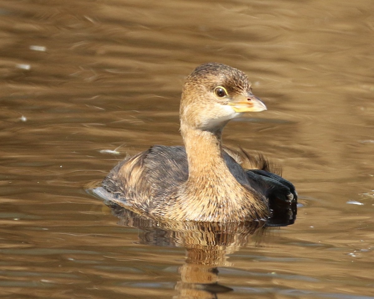 Pied-billed Grebe - ML644966539