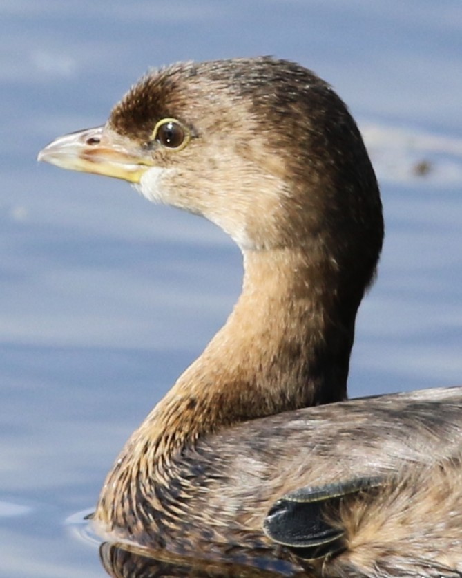 Pied-billed Grebe - ML644966561