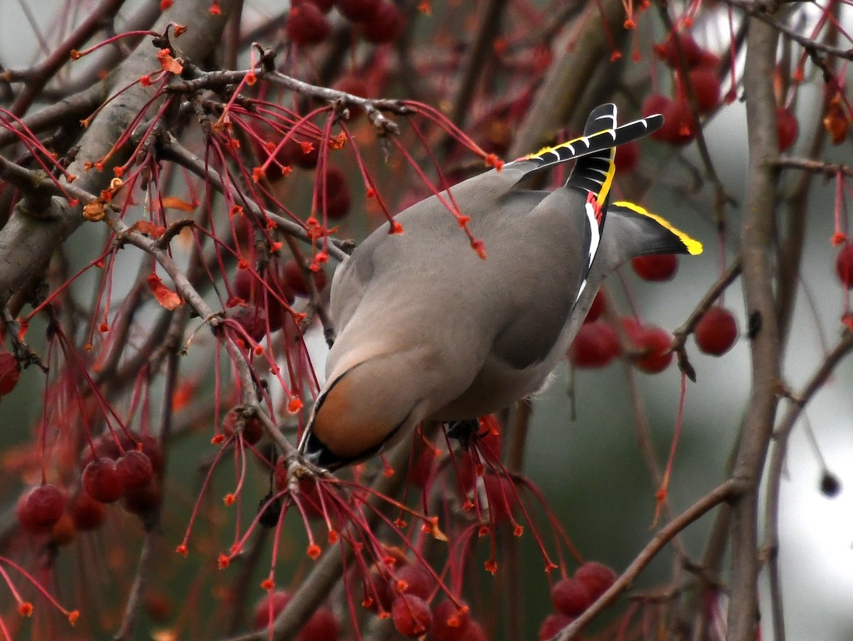 Ampelis Europeo - ML644966563