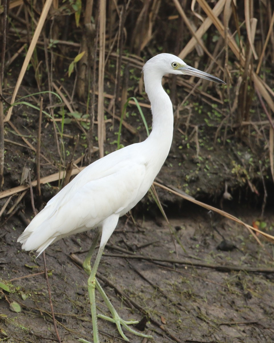 Little Blue Heron - ML644966590