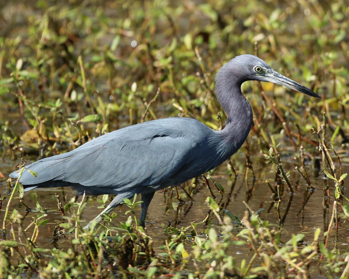 Little Blue Heron - ML644966609