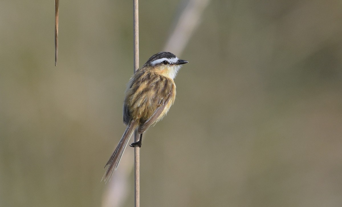 Sharp-tailed Tyrant - ML644966613