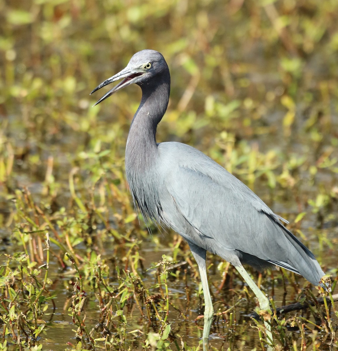 Little Blue Heron - ML644966617