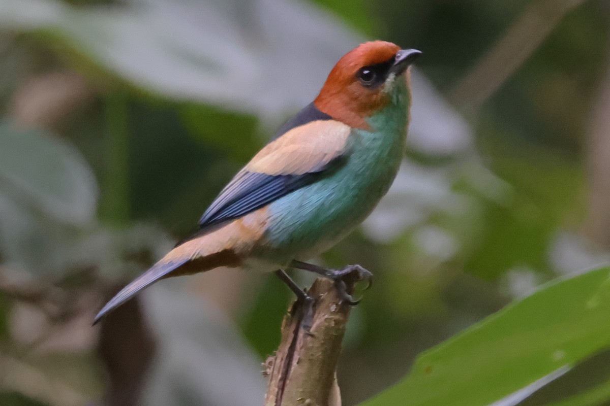 Черноспинная танагра - ML644966630