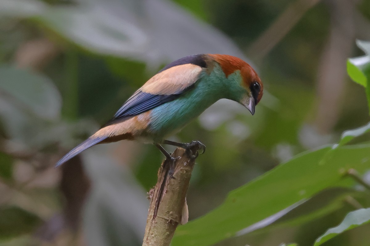 Черноспинная танагра - ML644966631