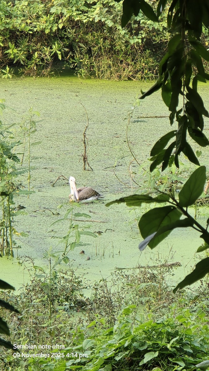 Pelícano Oriental - ML644966632