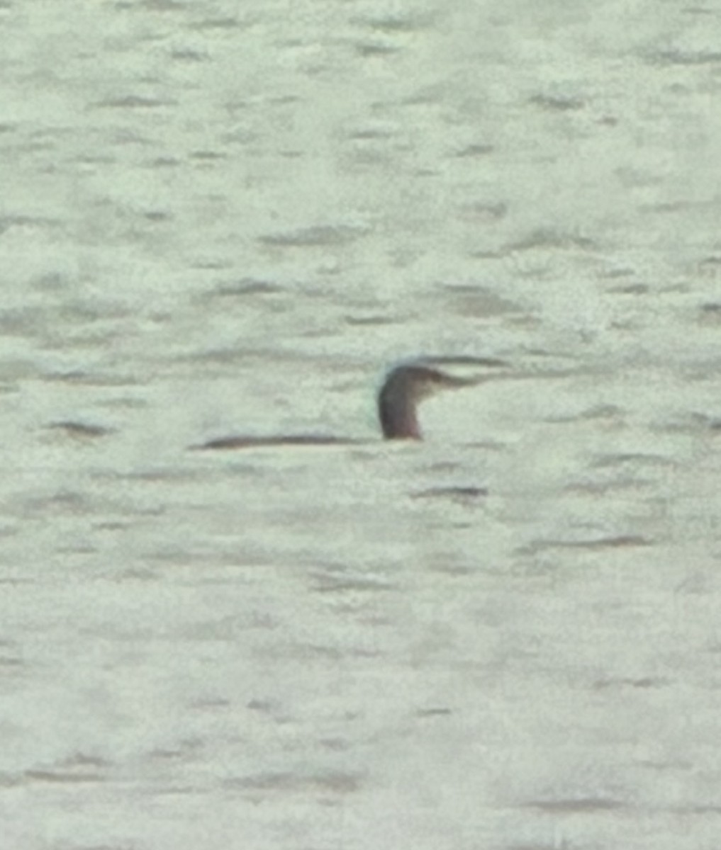 Red-throated Loon - ML644966633