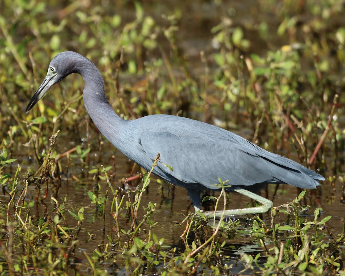 Little Blue Heron - ML644966636
