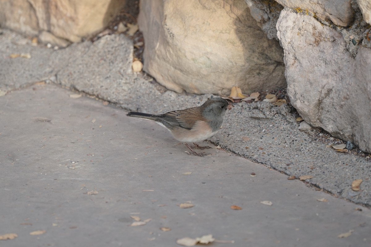 Dark-eyed Junco - ML644966637