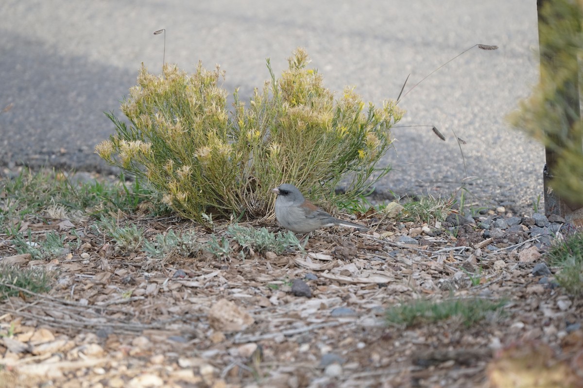 Dark-eyed Junco - ML644966638