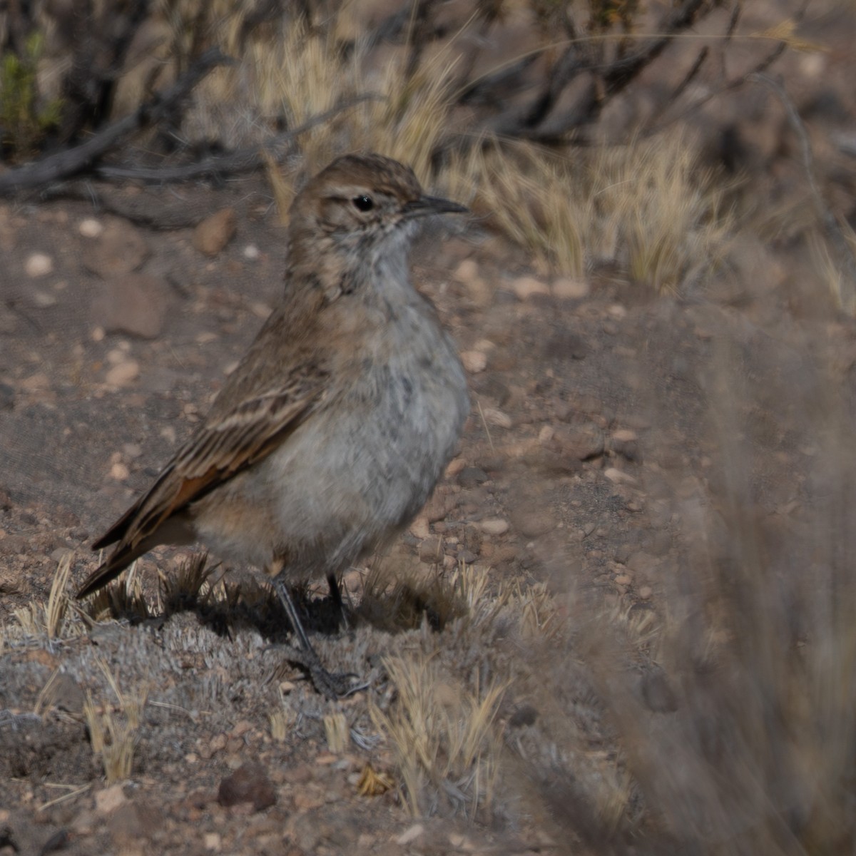 Puna Miner - ML644966639