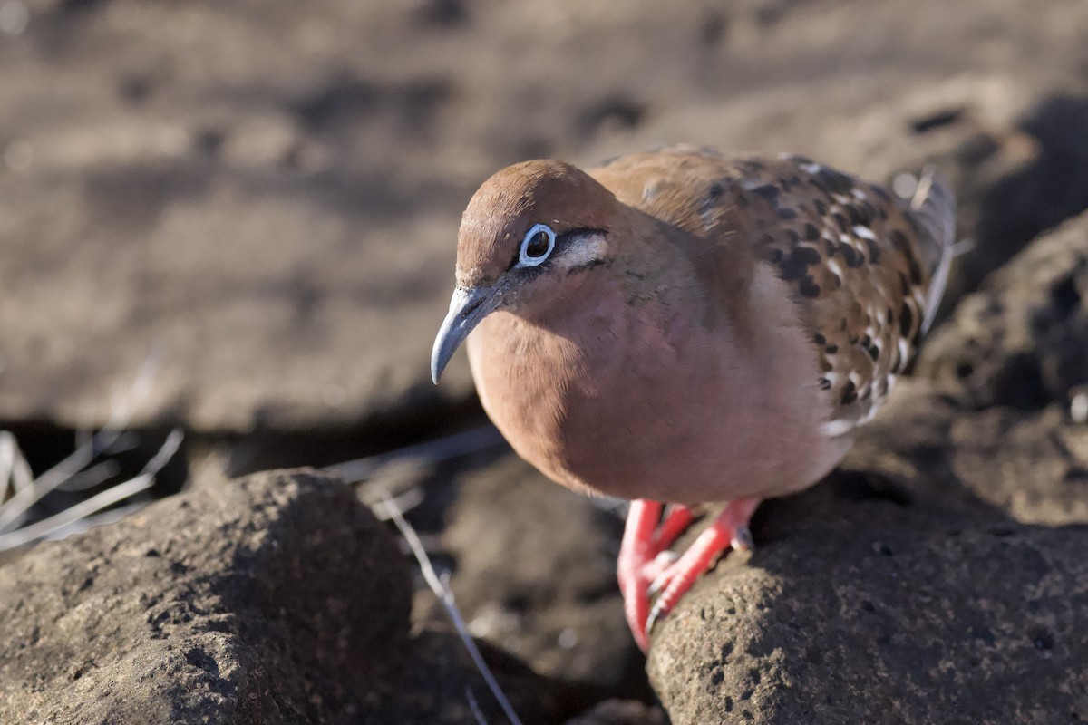 Galapagos Dove - ML644966646