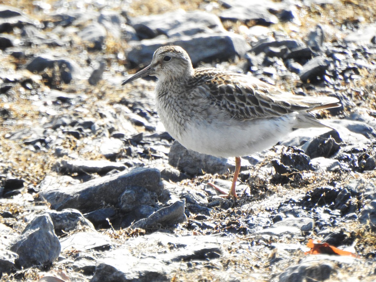 Дутыш - ML644966671