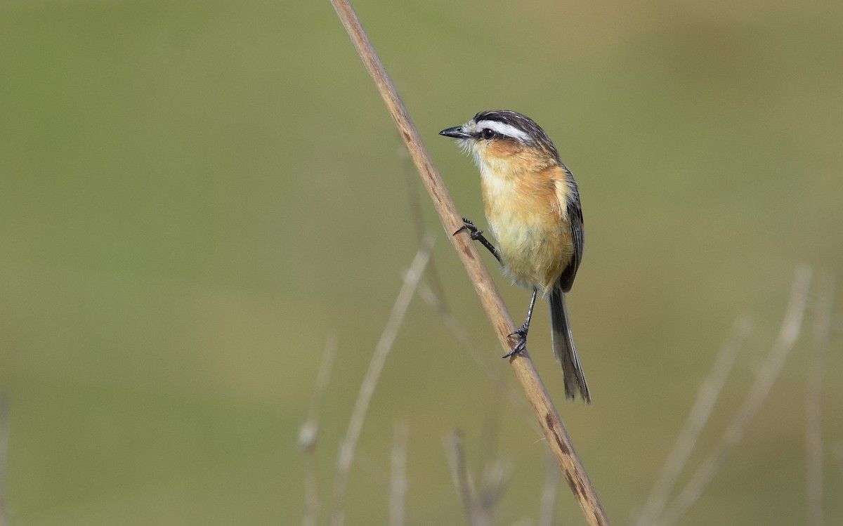 Sharp-tailed Tyrant - ML644966672