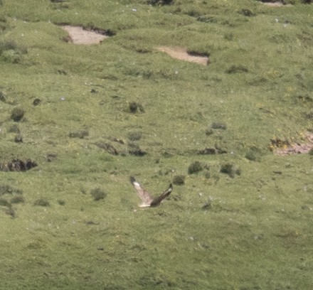 Buteo sp. - ML644966675