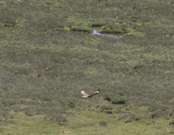 Buteo sp. - ML644966676