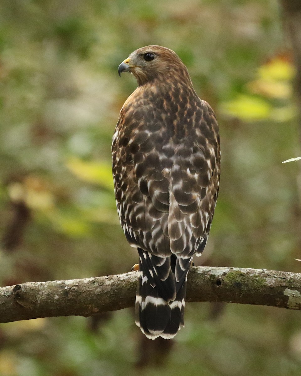 Red-shouldered Hawk - ML644966679