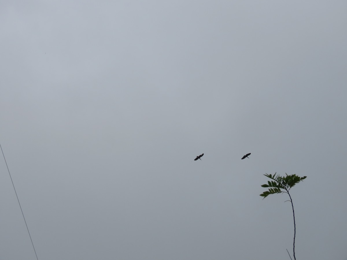Bare-faced Ibis - ML644966694