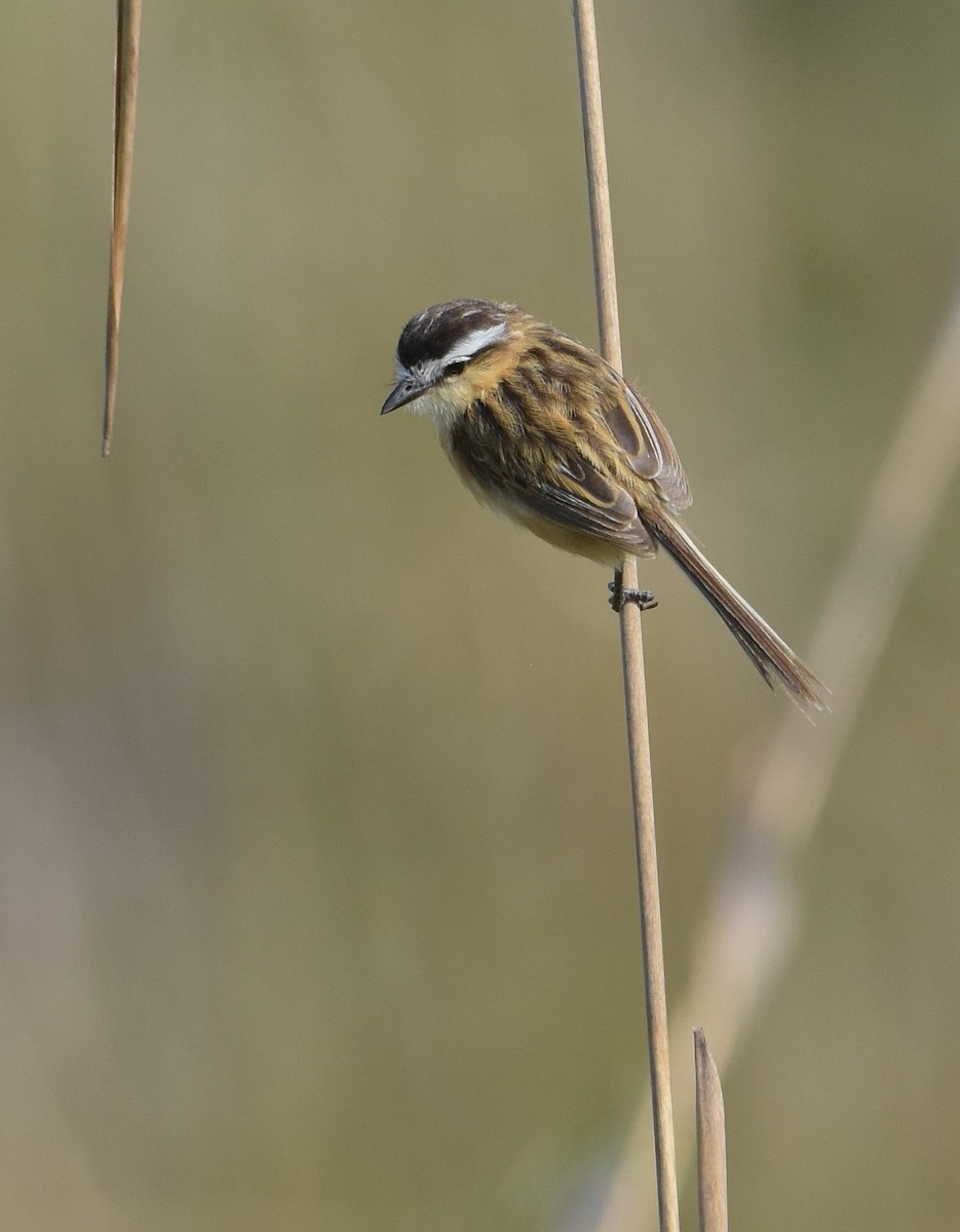 Sharp-tailed Tyrant - ML644966719