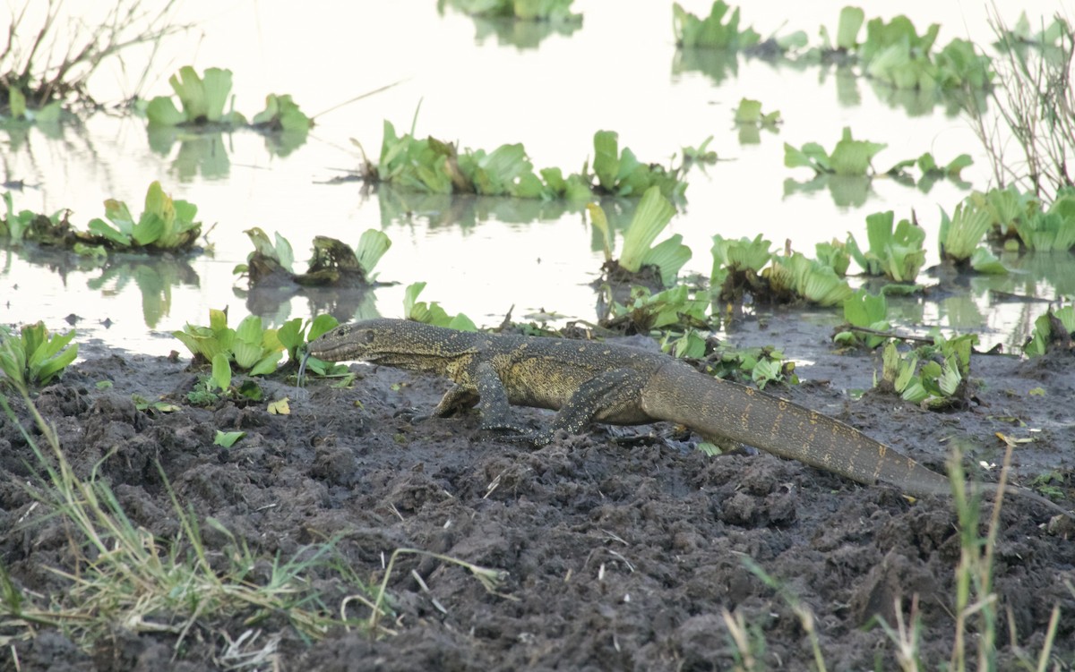 Monitor Lizards - ML644966725