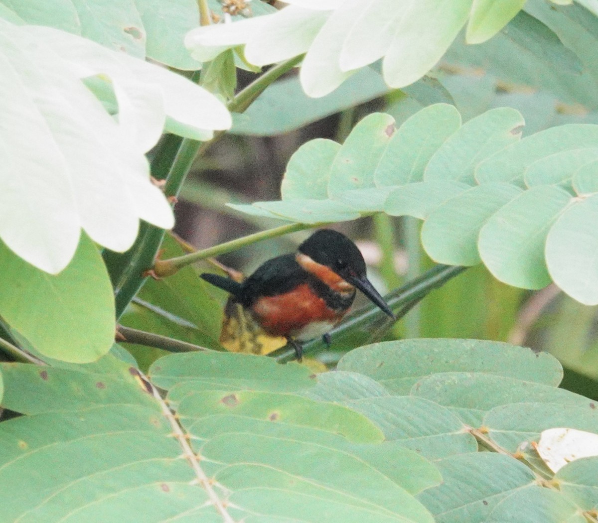 American Pygmy Kingfisher - ML644966733