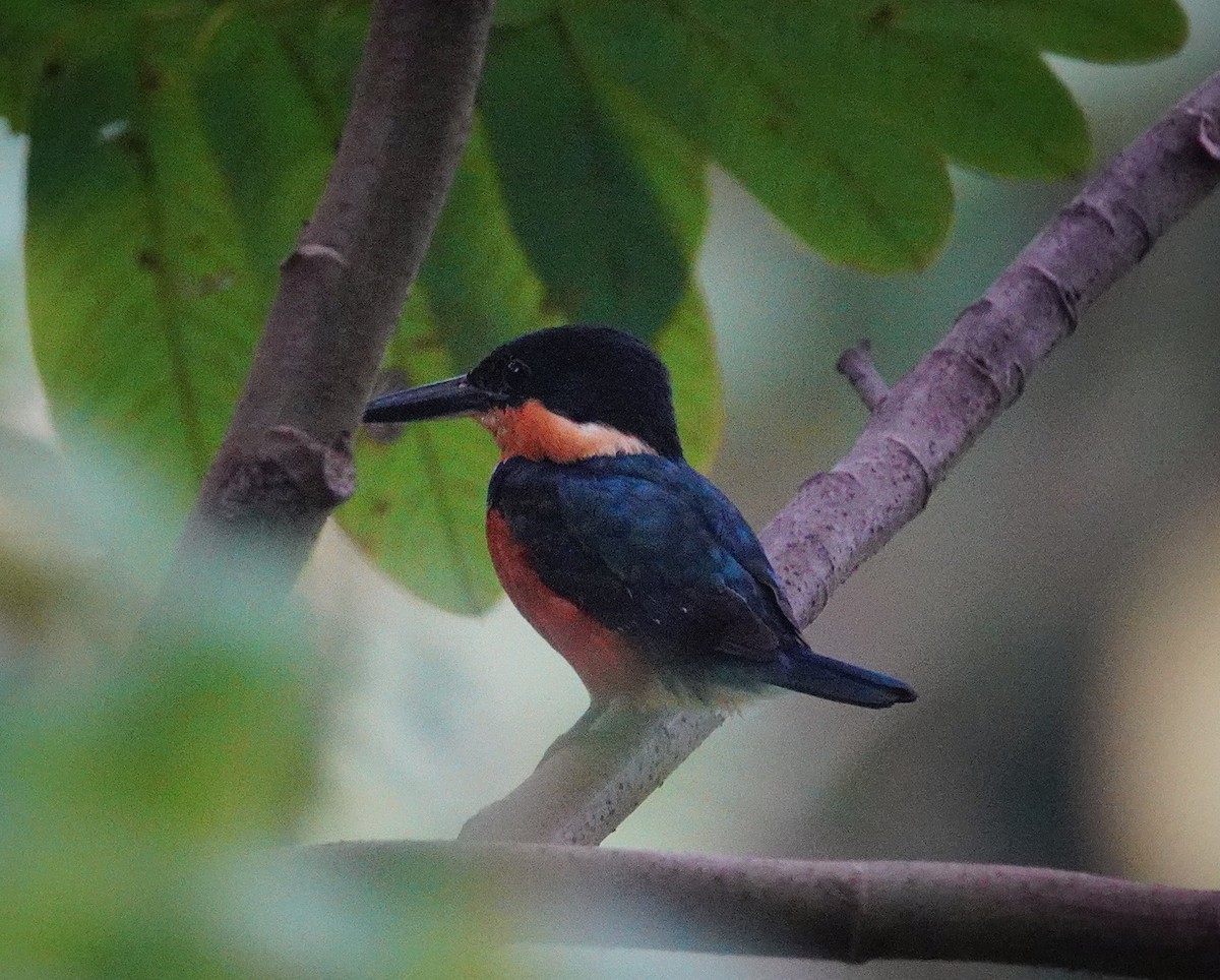 American Pygmy Kingfisher - ML644966742