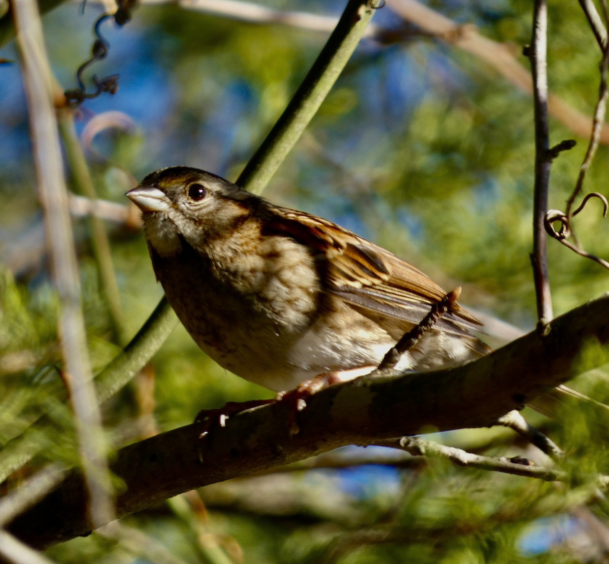 White-throated Sparrow - ML644966743