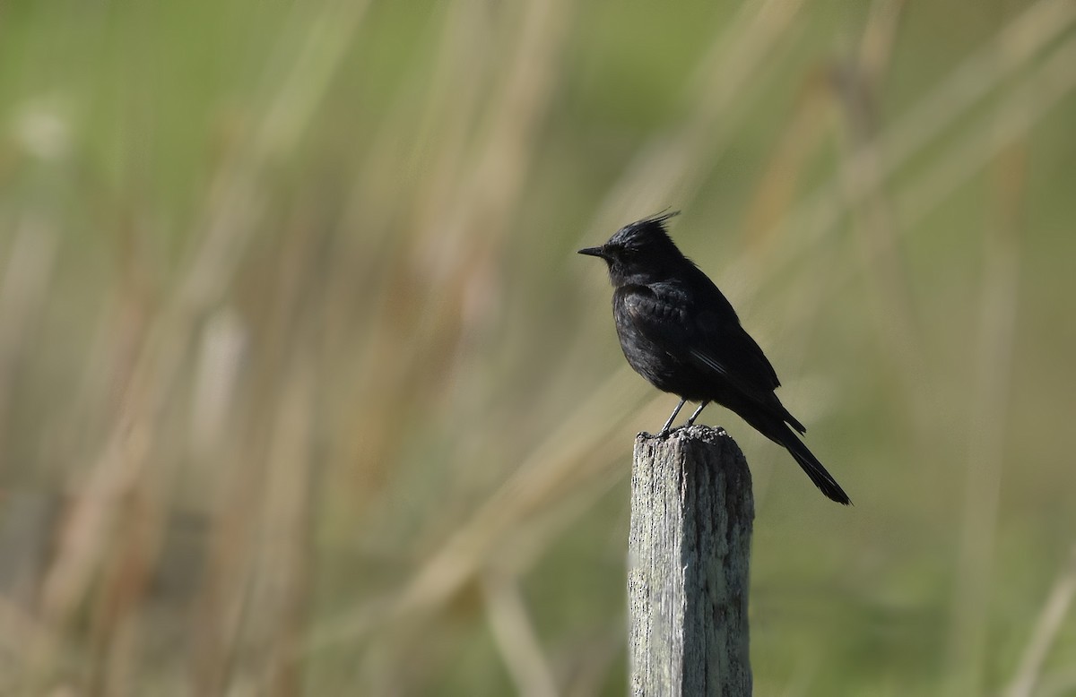 Crested Black-Tyrant - ML644966748