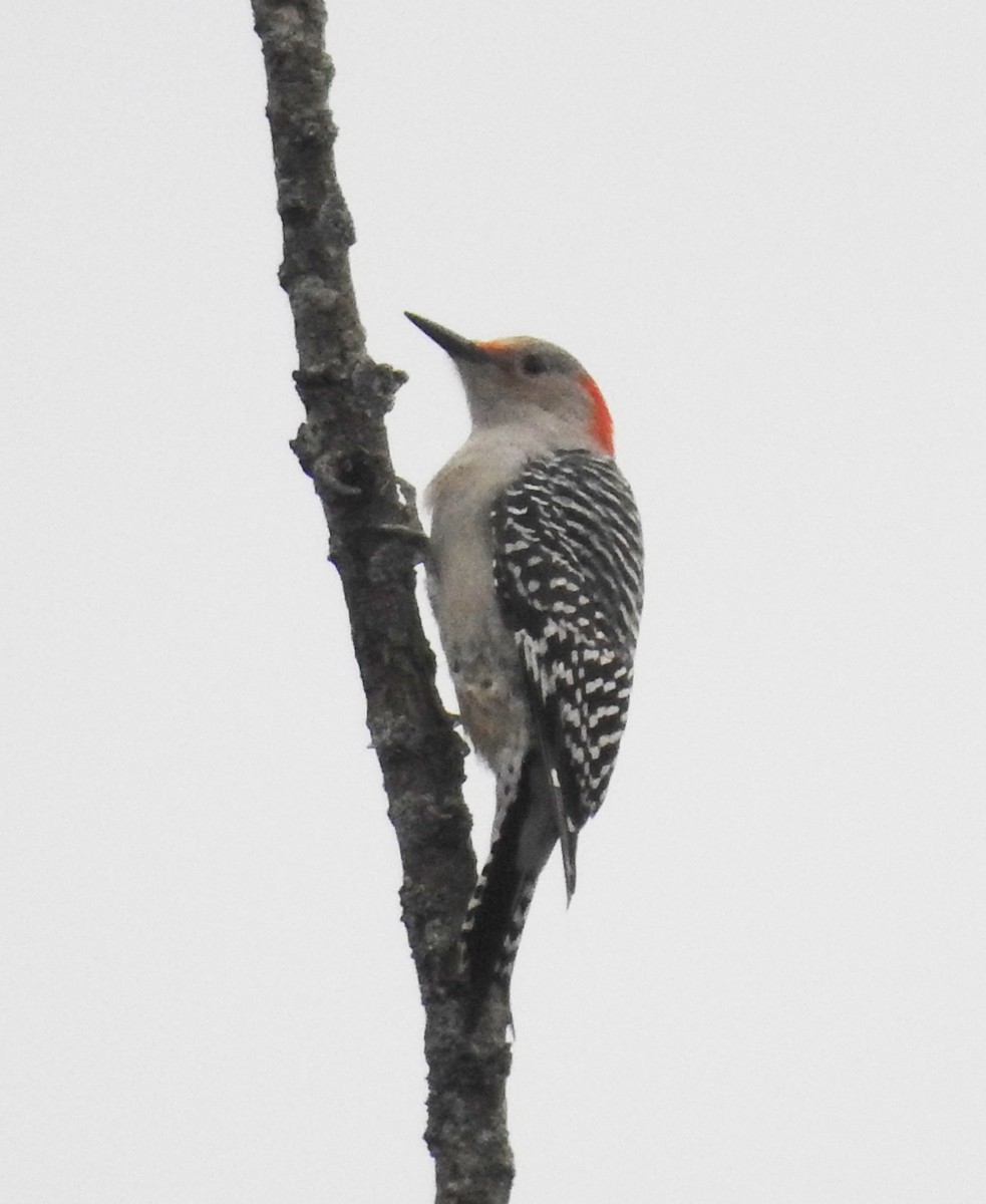 Red-bellied Woodpecker - ML644966759