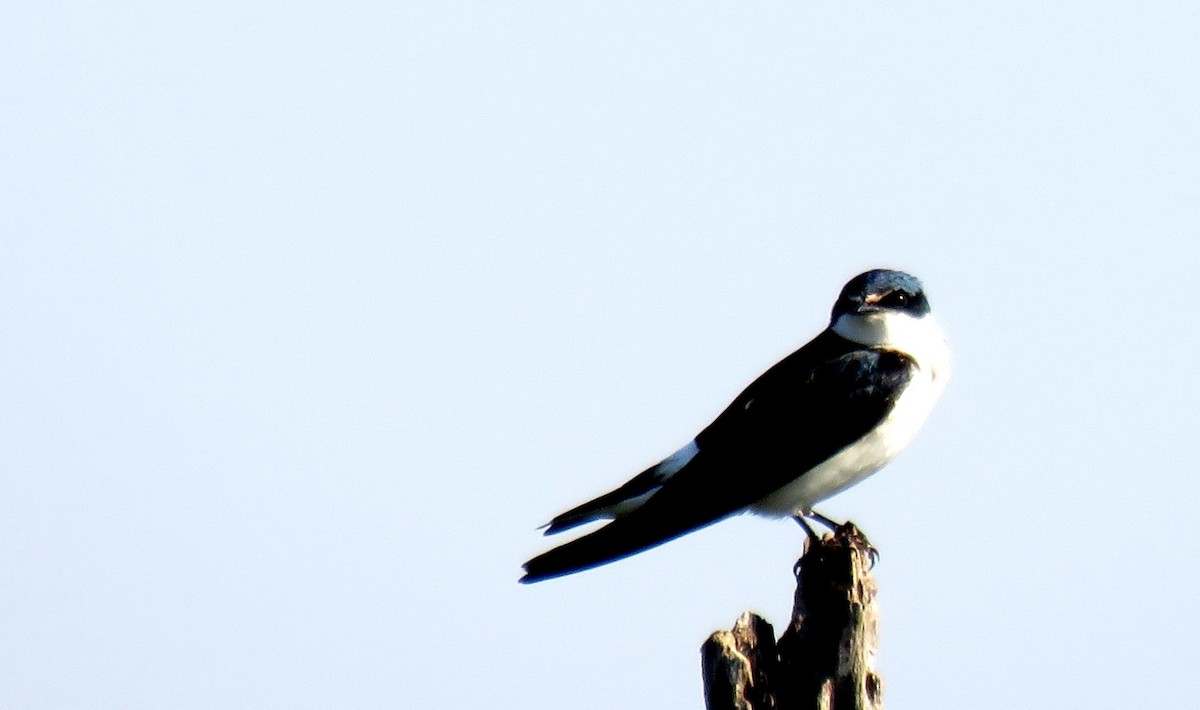 Hirondelle à diadème - ML644966760