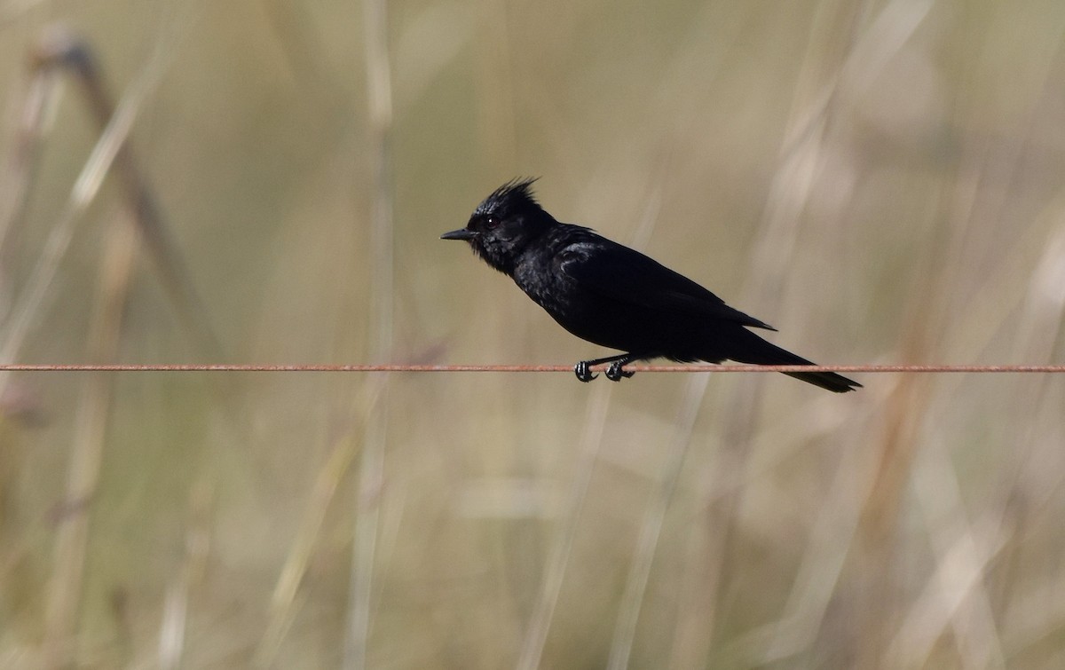 Crested Black-Tyrant - ML644966775