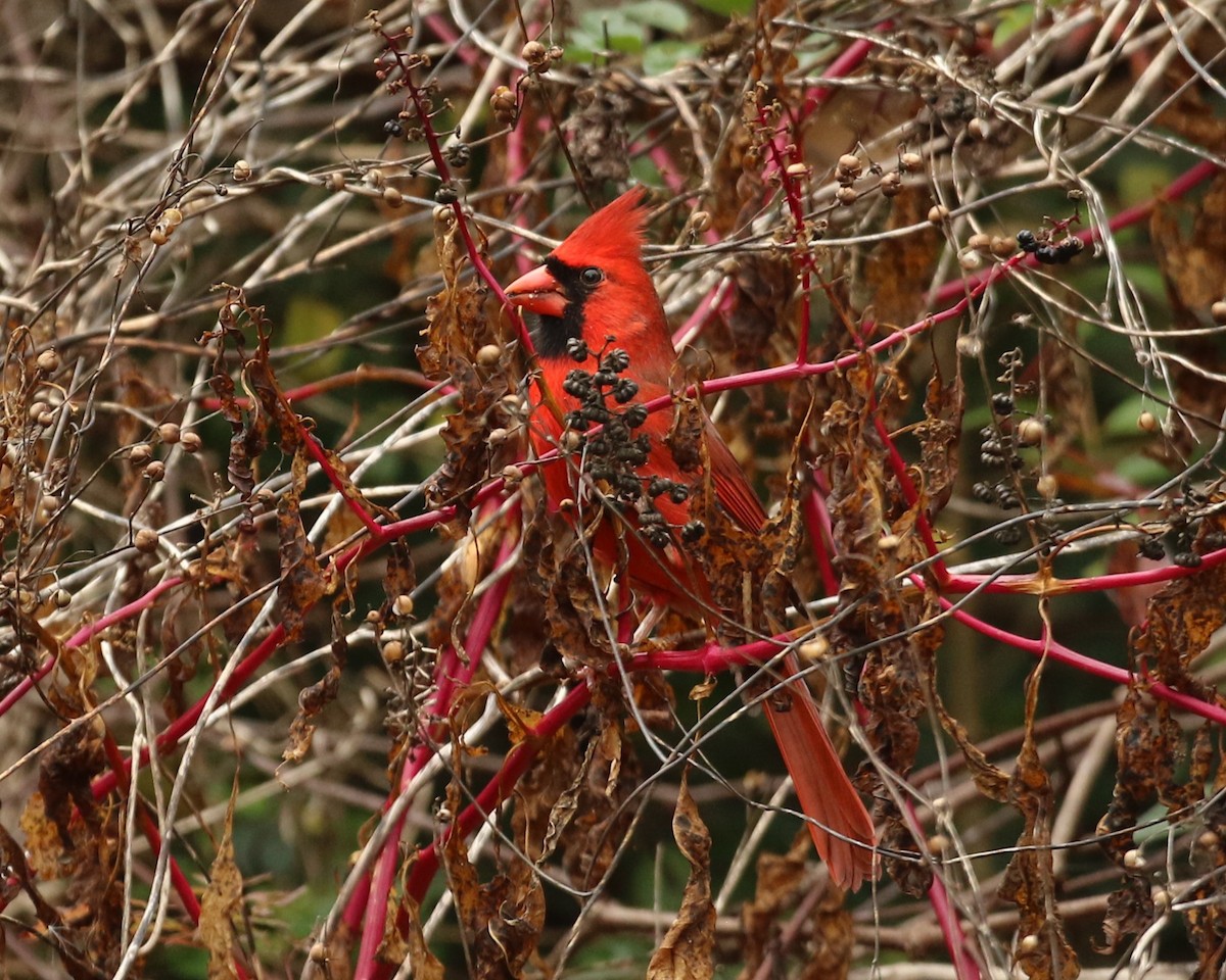 Northern Cardinal - ML644966787