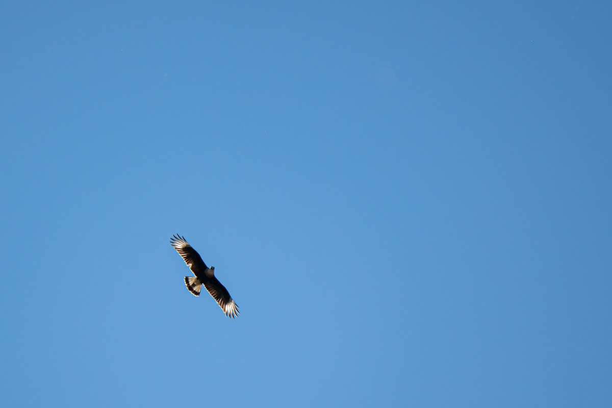 Crested Caracara (Northern) - ML644966800