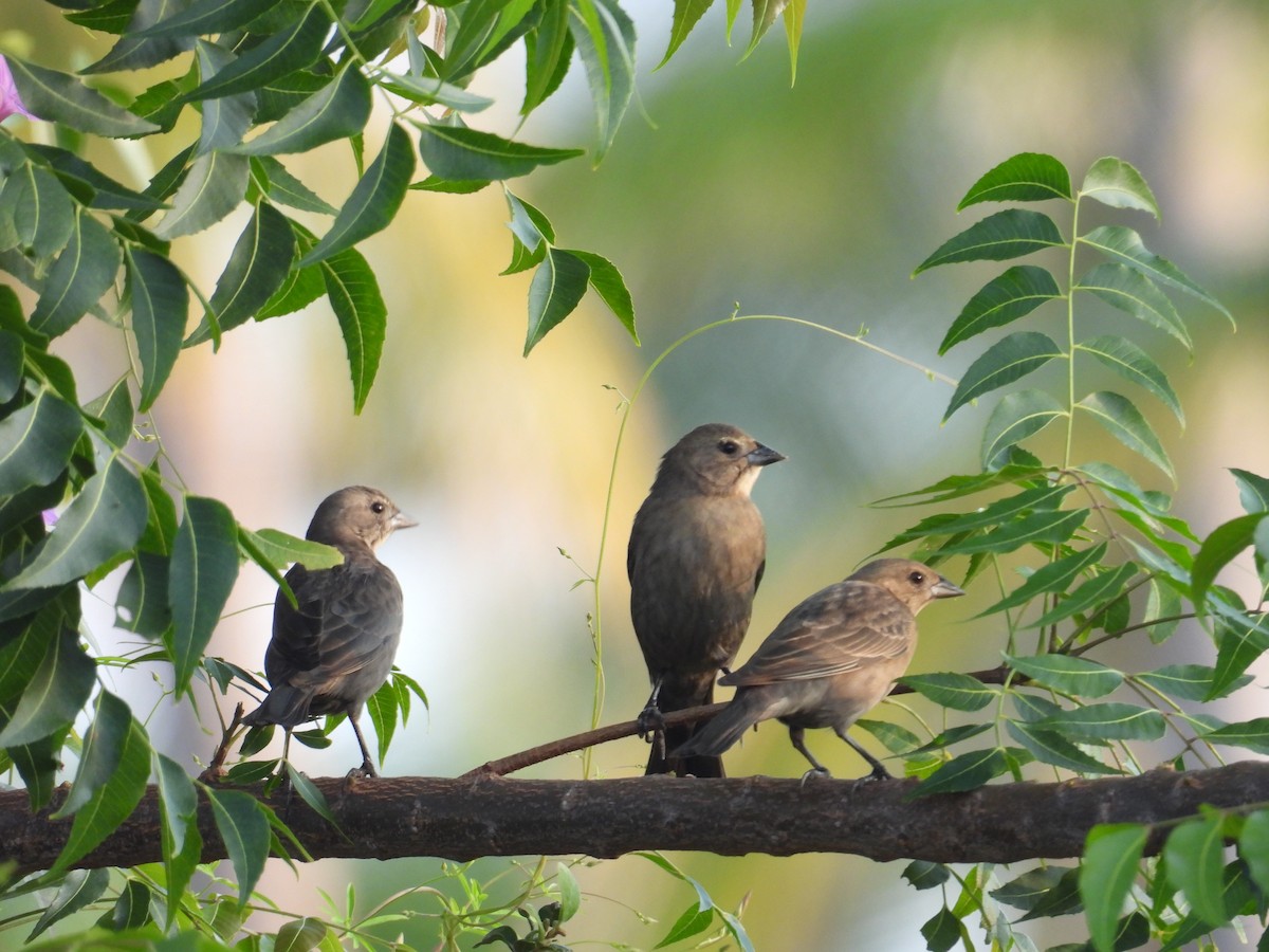 brunhodetrupial - ML644966804