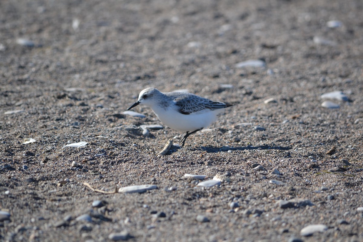 Sanderling - ML644966817