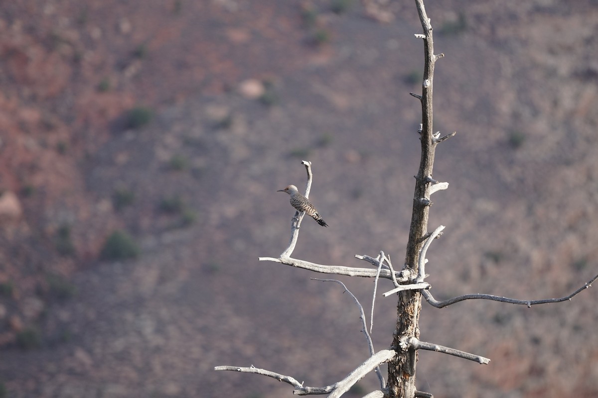 Northern Flicker - ML644966822