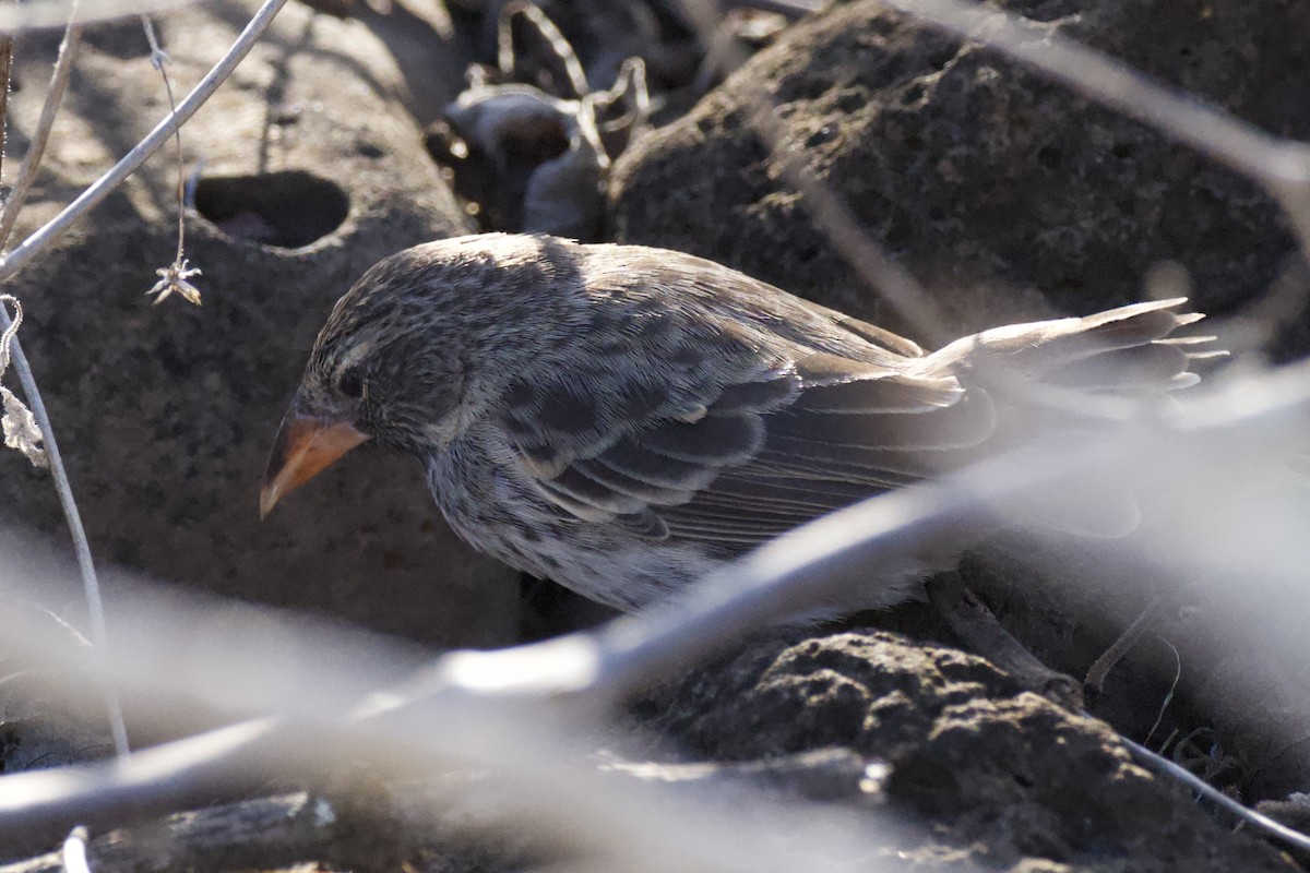 Géospize des cactus - ML644966832