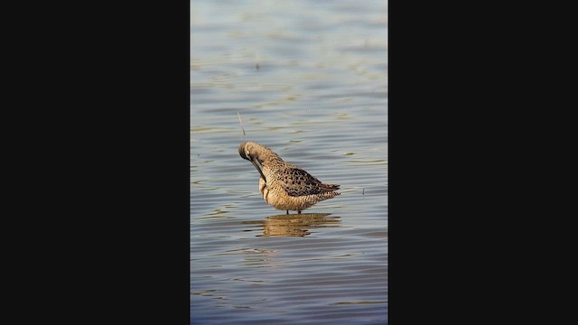 Uzun Gagalı Suçulluğu - ML644966842