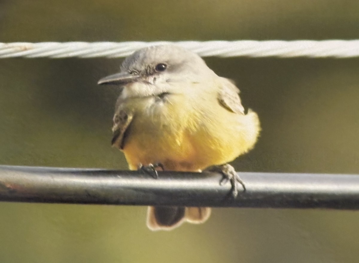 Tropical Kingbird - ML644966843