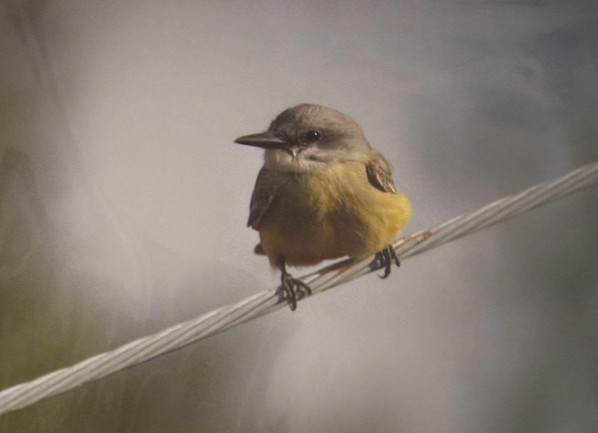 Tropical Kingbird - ML644966844