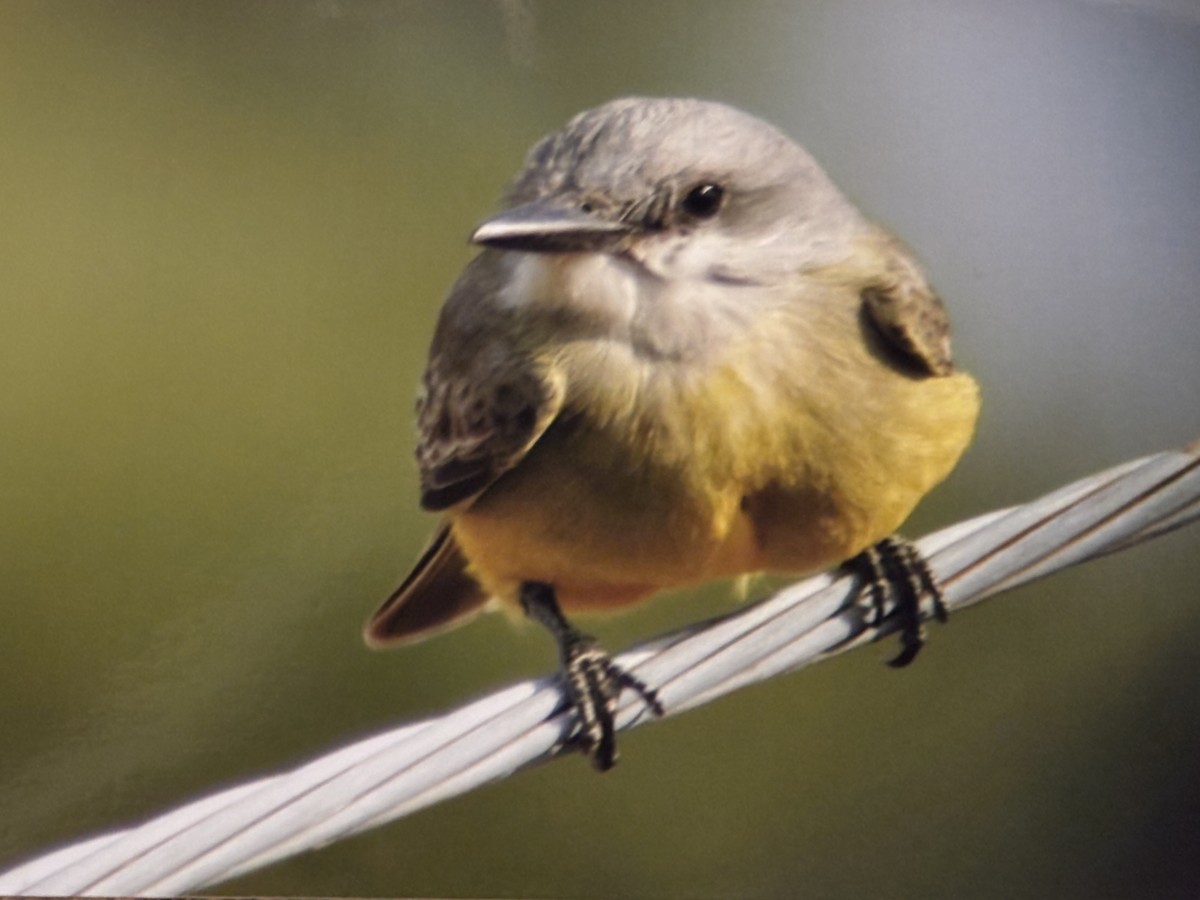 Tropical Kingbird - ML644966845