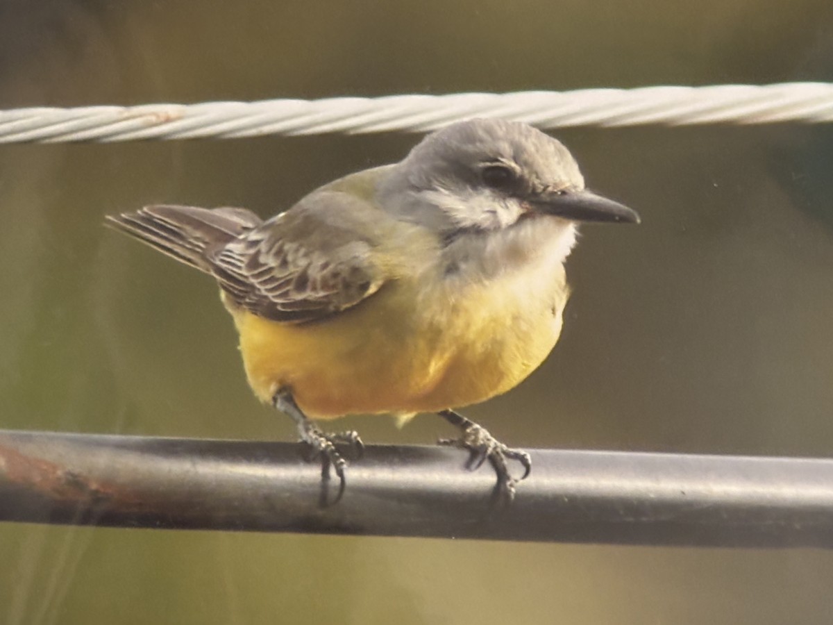 Tropical Kingbird - ML644966846