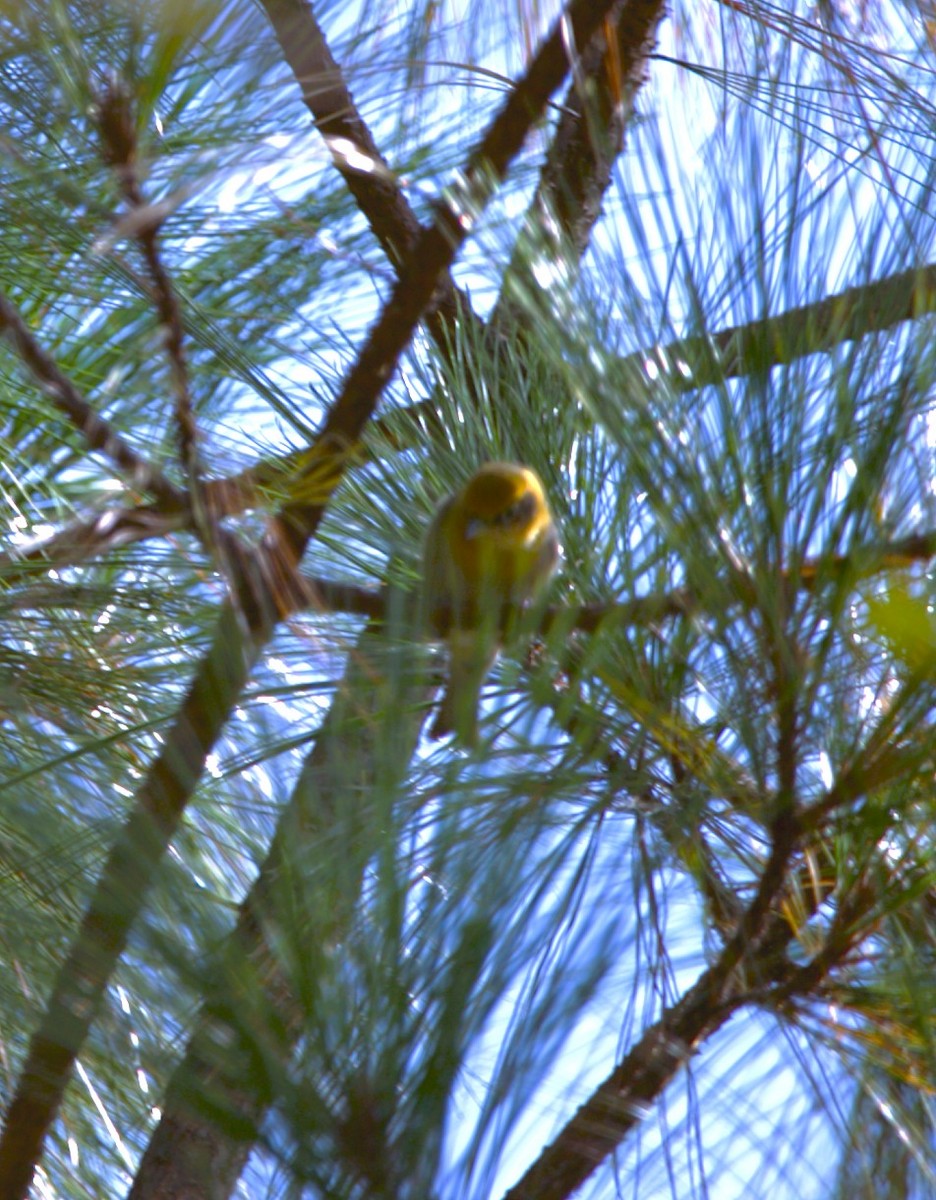 Olive Warbler - ML644966862