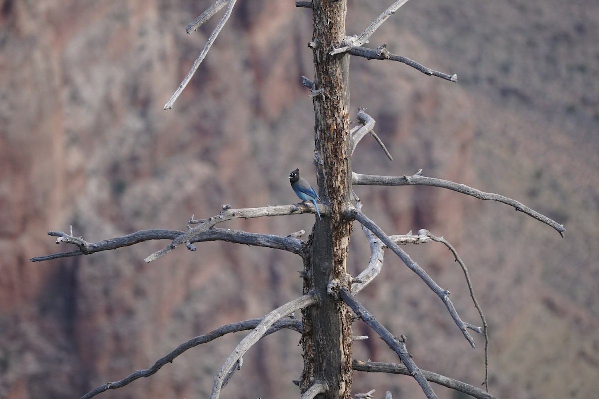 Steller's Jay - ML644966864