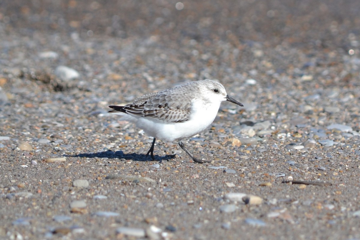 Sanderling - ML644966865