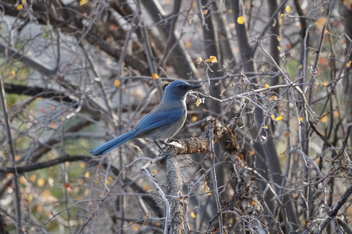 Woodhouse's Scrub-Jay - ML644966891