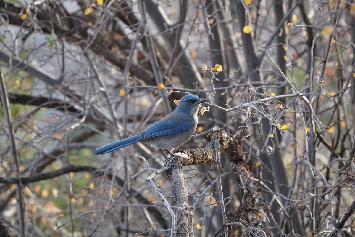 Woodhouse's Scrub-Jay - ML644966892