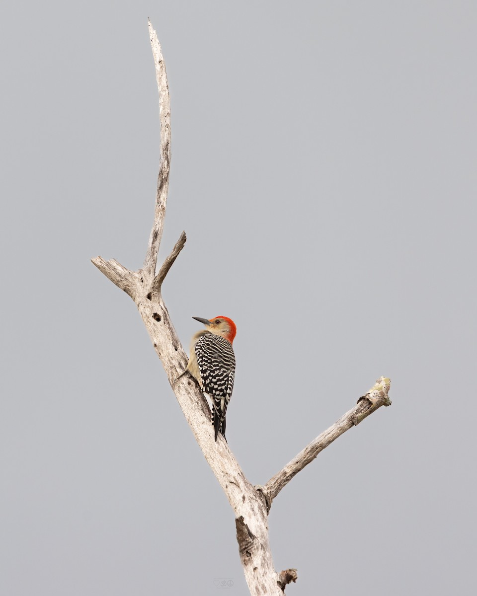 Red-bellied Woodpecker - ML644966897