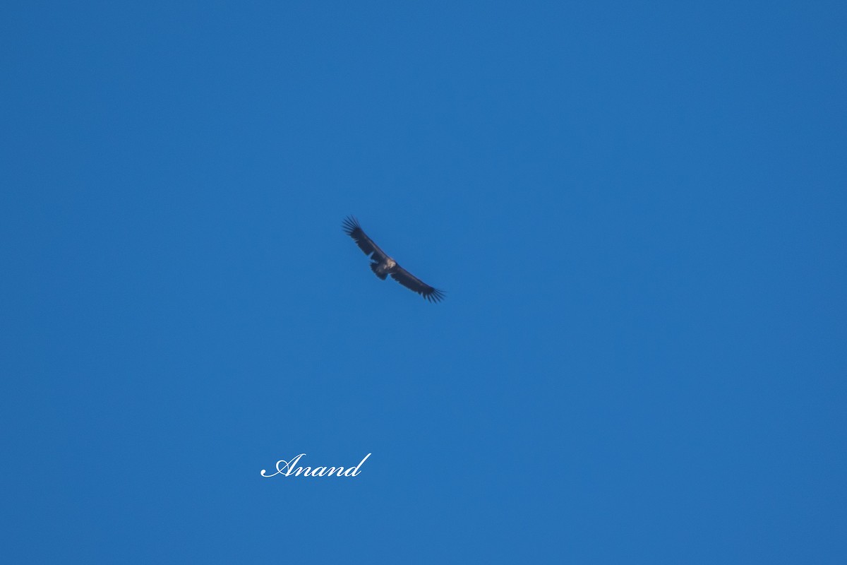 sup himálajský - ML644966898