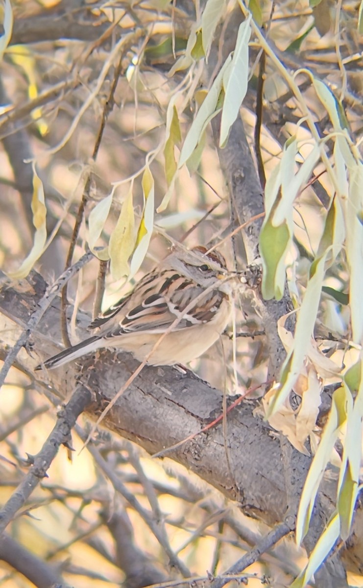 American Tree Sparrow - ML644966901